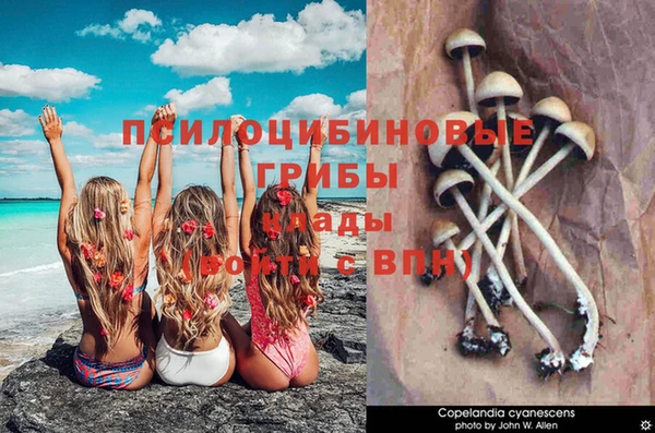 дживик Липки
